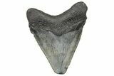 Serrated, Juvenile Megalodon Tooth - South Carolina #360939-1